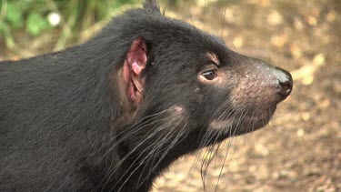 Close up of a Tasmanian Devil yawning