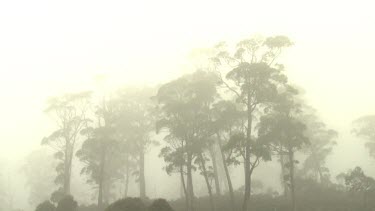 Misty treetops