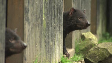 Two Tasmanian Devils peeking through slats in a fence