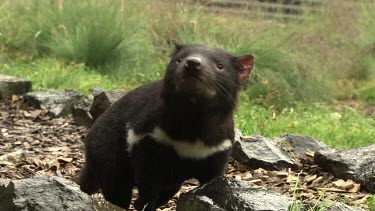 Tasmanian Devil walking a path through a grassy field