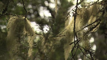 Close up of stringy moss on tree branches