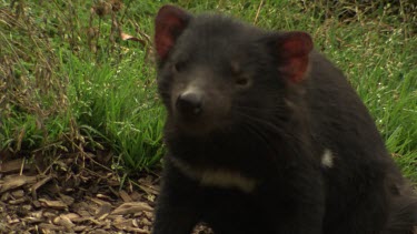 Tasmanian Devil sitting in a grassy field