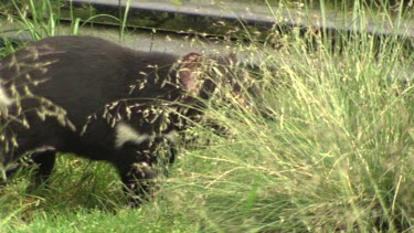 Tasmanian Devil walking around an enclosure