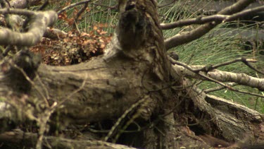 Tasmanian Devil walking through the undergrowth