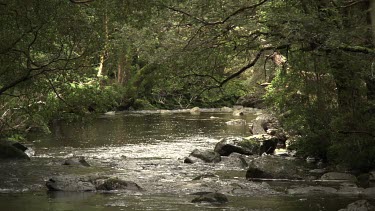 River running through a lush, dark forest