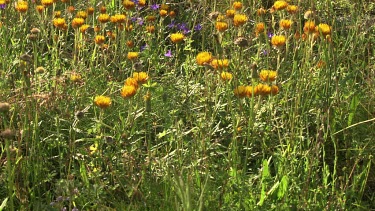 Blossoming yellow and purple wildflowers in a field