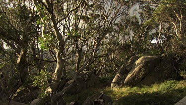 Lush, sunlit forest in a mountain landscape