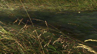 Sunlit stream rushing through tall grass