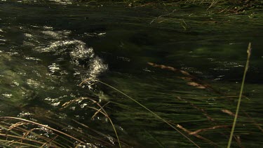 Sunlit stream rushing through tall grass