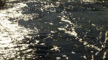 Sunlit river rushing through tall grass