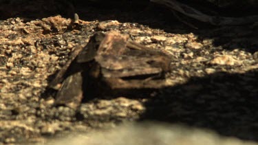 Researcher poking at a pile of flat brown insects