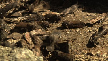 Teeming colony of flat brown insects