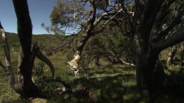 Sunlight at the edge of a forest