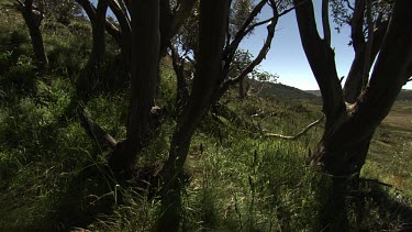 Sunlight at the edge of a forest