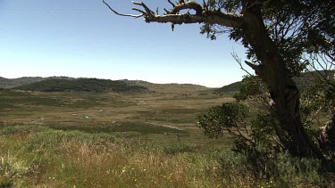 Vast field at the edge of a forest