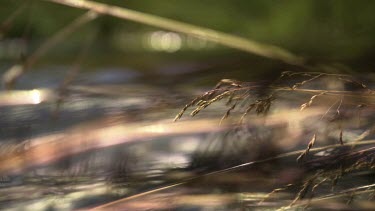 Close up of tall grass hanging over a rushing river