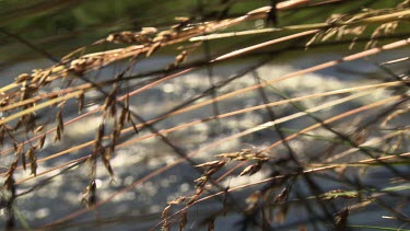 Close up of tall grass hanging over a rushing river