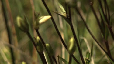 Small green buds and a blossoming white wildflower