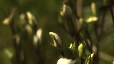 Small green buds and a blossoming white wildflower