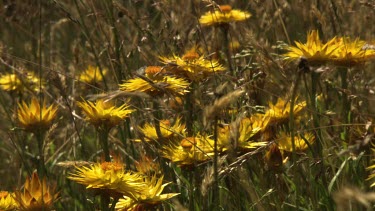 Close up of blossoming yellow wildflowers in a field
