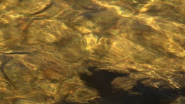Close up of fish in a shallow, murky pond