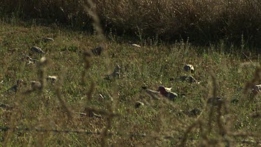 Large flock of birds taking off from a field