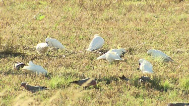 White Cockatoos and smaller birds feeding in a field