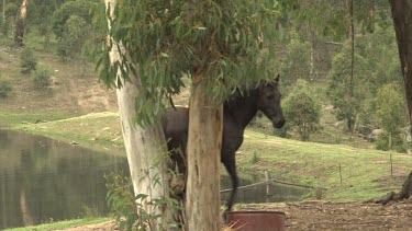 Black horse walking in an enclosure