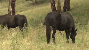 Horses grazing in a field of tall grass