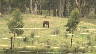 Horse grazing in an enclosed field