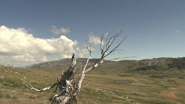 Bare, bleached tree in front of a mountain and cloudy sky