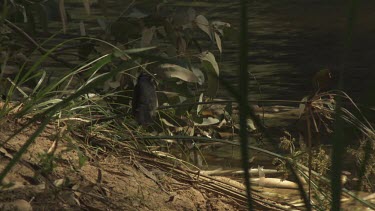 Willie Wagtail on the edge of a river