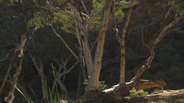 Trees along the edge of a river