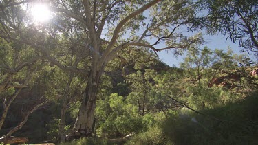 Sunlight in trees along the edge of a river