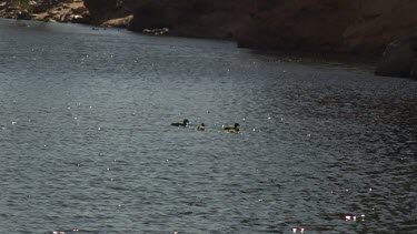 Ducks swimming and diving in a river
