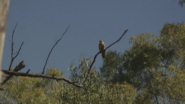 Red Goshawk perched in a treetop against a blue sky