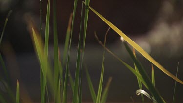 Close up of tall grass blowing in the wind at the river's edge