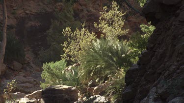 Close up of a bush at the river's edge