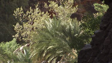 Close up of a bush at the river's edge