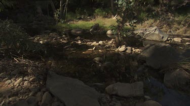 Trees along a tranquil riverbank