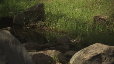 Grass along a tranquil river