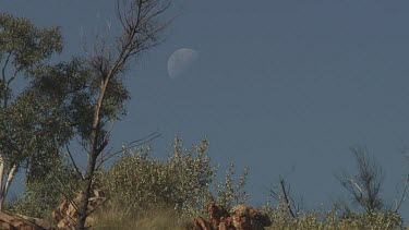 Trees against a blue sky and faint moon
