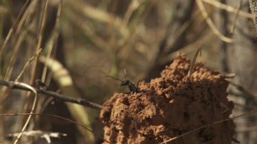 Black ant crawling on a tall anthill