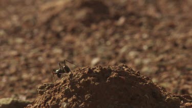 Black ants crawling on an anthill