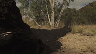 Hiker walking over a fallen tree in a dry field