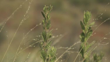 Close up of a tall green plant