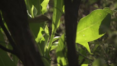 Close up of sunlight on a green, leafy plant