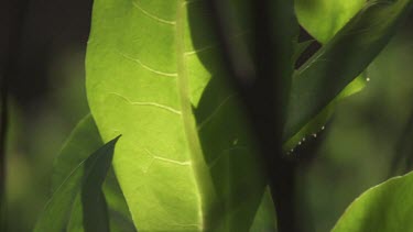 Close up of sunlight on a green, leafy plant