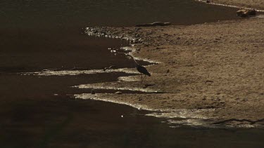 White-Necked Heron at the edge of a river