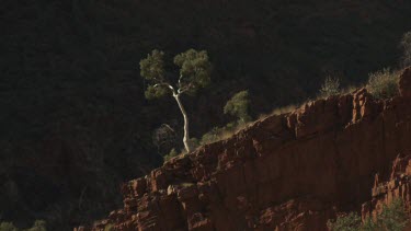 Tree growing on a high red cliff